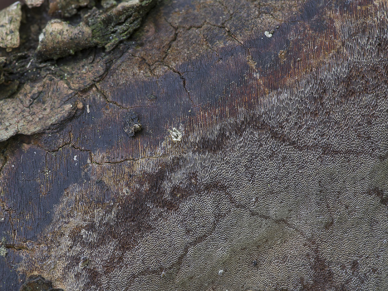 Phellinus rhamni